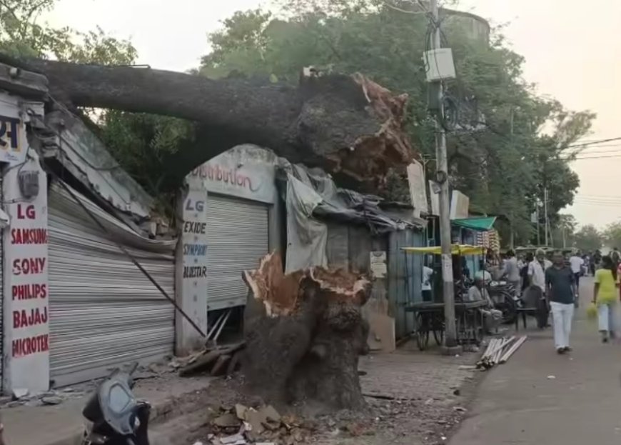ललितपुर में 200 साल पुराना नीम का पेड़ अचानक गिरा, दुकान क्षतिग्रस्त, टला बड़ा हादसा