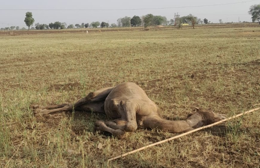 बनेह गांव में 11 केवी लाइन की चपेट में आने से ऊंट की मौत