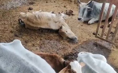 यह गौशाला है या बकरी खाना?