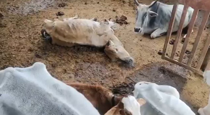 यह गौशाला है या बकरी खाना?