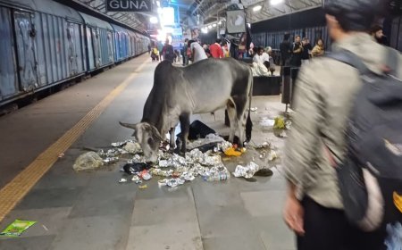 करोड़ों खर्च करके बनाए अमृत स्टेशन में भ्रमण कर रहे मवेशी