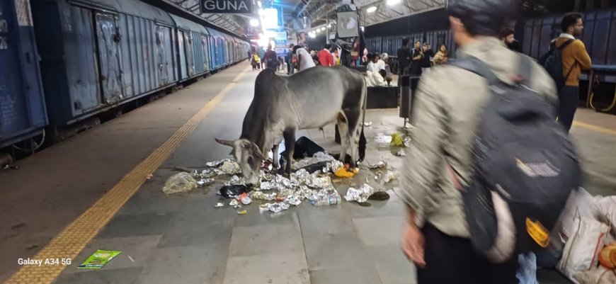करोड़ों खर्च करके बनाए अमृत स्टेशन में भ्रमण कर रहे मवेशी